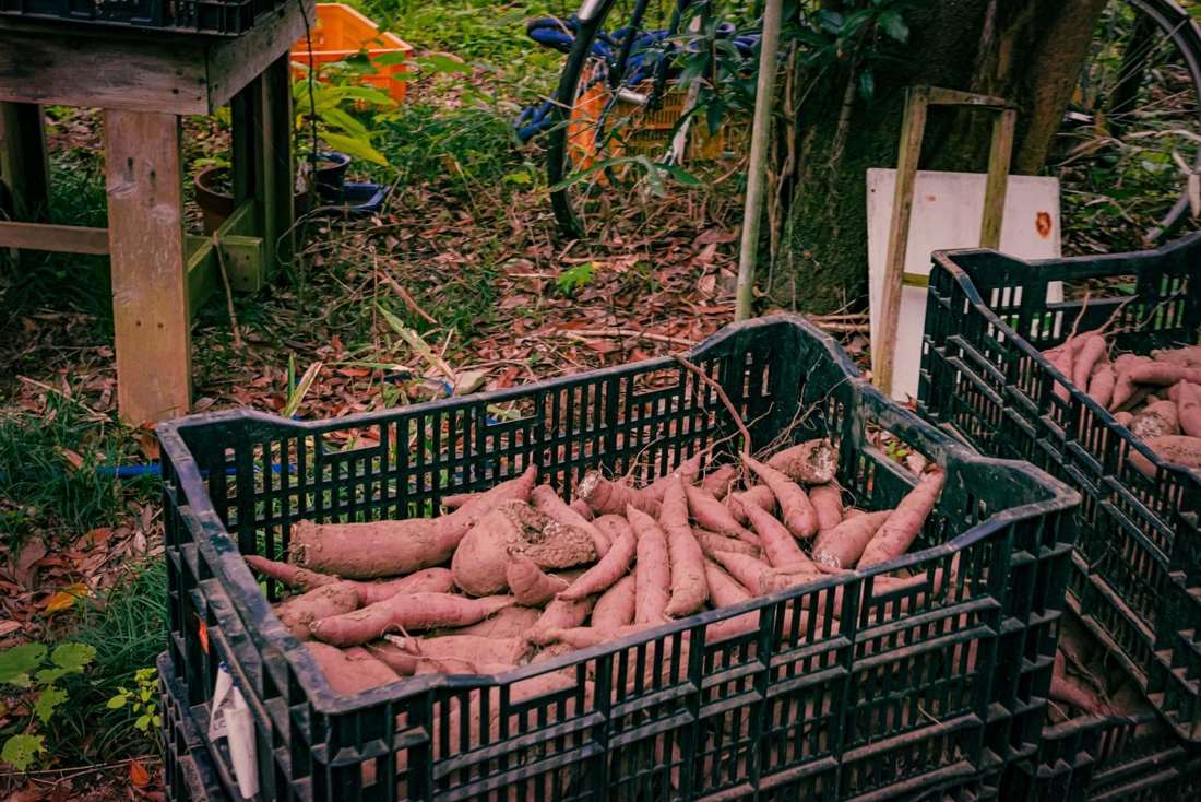 かごに入った収穫したてのさつまいも